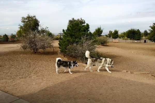 Dog Park at North Domingo Baca photo 1